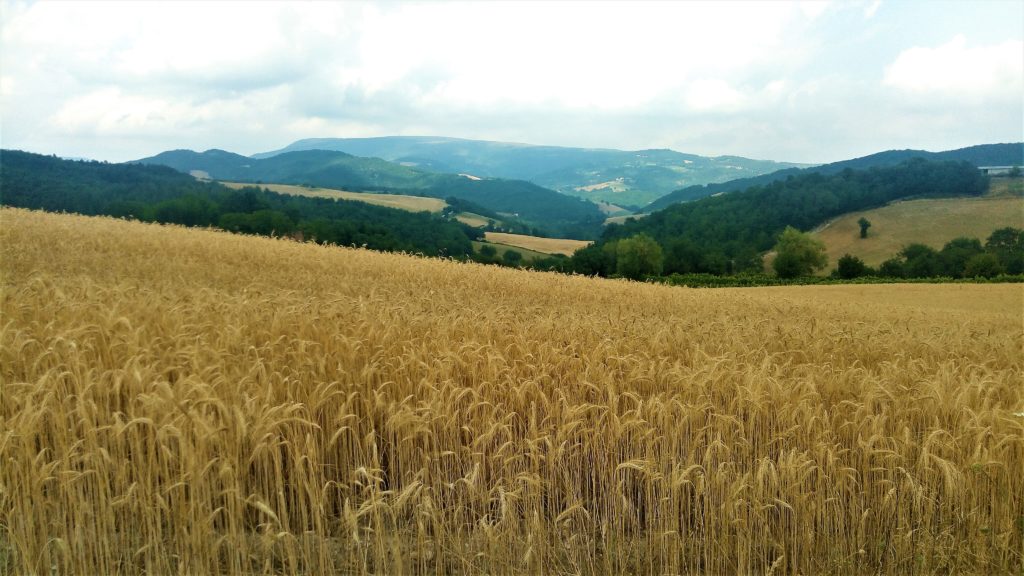 Campagna valcesano